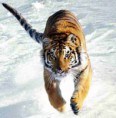 /album/fotogaleria/tiger-running-jpg/